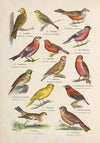 Atlas państwa zwierzęcego Pl.68 (1905)