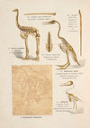 Atlas państwa zwierzęcego Pl.96 (1905)