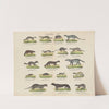 Atlas zoologiczny w 45 tablicach Pl.04 (1852) by D. E. Friedlein
