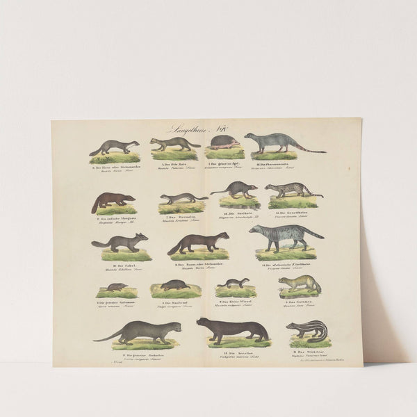Atlas zoologiczny w 45 tablicach Pl.04 (1852) by D. E. Friedlein