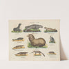 Atlas zoologiczny w 45 tablicach Pl.08 (1852) by D. E. Friedlein
