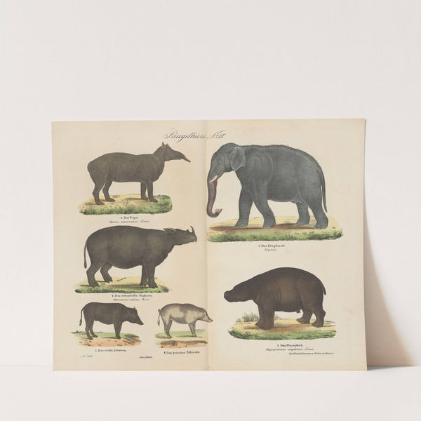 Atlas zoologiczny w 45 tablicach Pl.09 (1852) by D. E. Friedlein