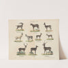 Atlas zoologiczny w 45 tablicach Pl.11 (1852) by D. E. Friedlein