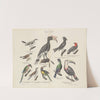 Atlas zoologiczny w 45 tablicach Pl.17 (1852) by D. E. Friedlein