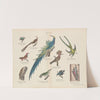Atlas zoologiczny w 45 tablicach Pl.20 (1852) by D. E. Friedlein