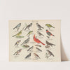 Atlas zoologiczny w 45 tablicach Pl.25 (1852) by D. E. Friedlein