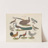 Atlas zoologiczny w 45 tablicach Pl.26 (1852) by D. E. Friedlein