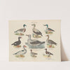 Atlas zoologiczny w 45 tablicach Pl.30 (1852) by D. E. Friedlein