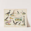 Atlas zoologiczny w 45 tablicach Pl.32 (1852) by D. E. Friedlein