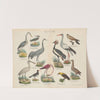Atlas zoologiczny w 45 tablicach Pl.33 (1852) by D. E. Friedlein