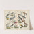 Atlas zoologiczny w 45 tablicach Pl.33 (1852) by D. E. Friedlein