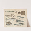 Atlas zoologiczny w 45 tablicach Pl.34 (1852) by D. E. Friedlein