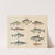 Atlas zoologiczny w 45 tablicach Pl.37 (1852) by D. E. Friedlein
