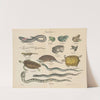 Atlas zoologiczny w 45 tablicach Pl.39 (1852) by D. E. Friedlein