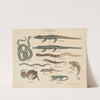 Atlas zoologiczny w 45 tablicach Pl.40 (1852) by D. E. Friedlein
