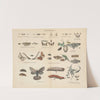 Atlas zoologiczny w 45 tablicach Pl.41 (1852) by D. E. Friedlein