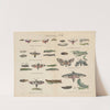 Atlas zoologiczny w 45 tablicach Pl.43 (1852) by D. E. Friedlein