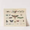 Atlas zoologiczny w 45 tablicach Pl.44 (1852) by D. E. Friedlein