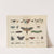 Atlas zoologiczny w 45 tablicach Pl.44 (1852) by D. E. Friedlein