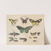 Atlas zoologiczny w 45 tablicach Pl.45 (1852) by D. E. Friedlein
