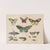 Atlas zoologiczny w 45 tablicach Pl.45 (1852) by D. E. Friedlein