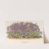 Aubrietia Campbelli (var.) (1854-1896) by Charles Antoine Lemaire