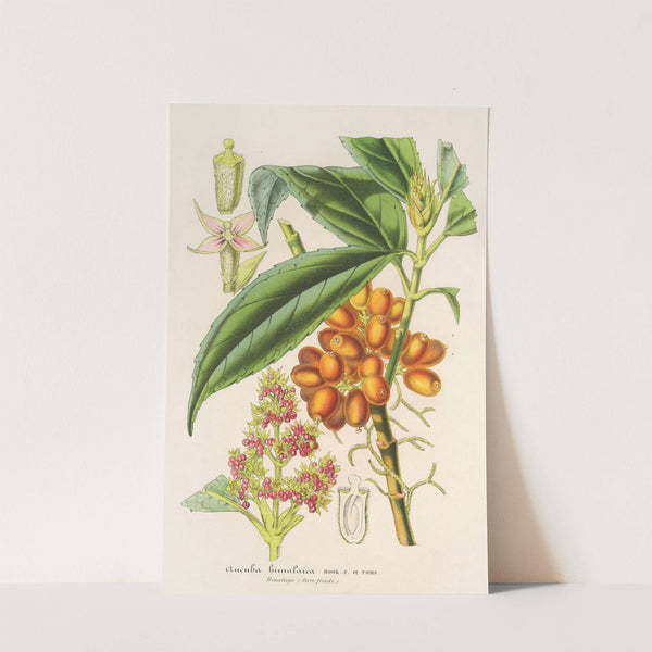 Aucuba bimalaica (1854-1896) by Charles Antoine Lemaire