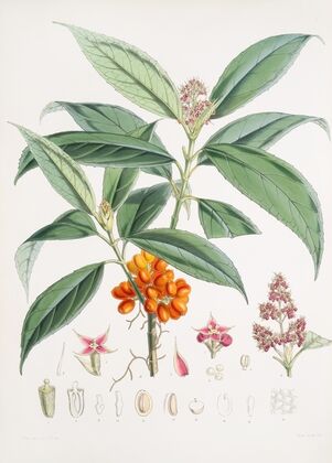 Aucuba Himalaica, H.f. et T. (1855)