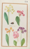 Auricula urcy (1624)