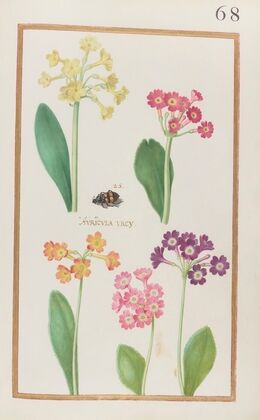 Auricula urcy (1624)