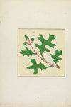 Autograph Quilt