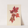 Autumn Leaves (1877) by Mary Vaux Walcott