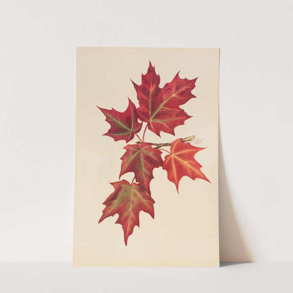 Autumn Leaves (1877) by Mary Vaux Walcott