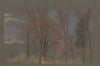 Autumn Woods