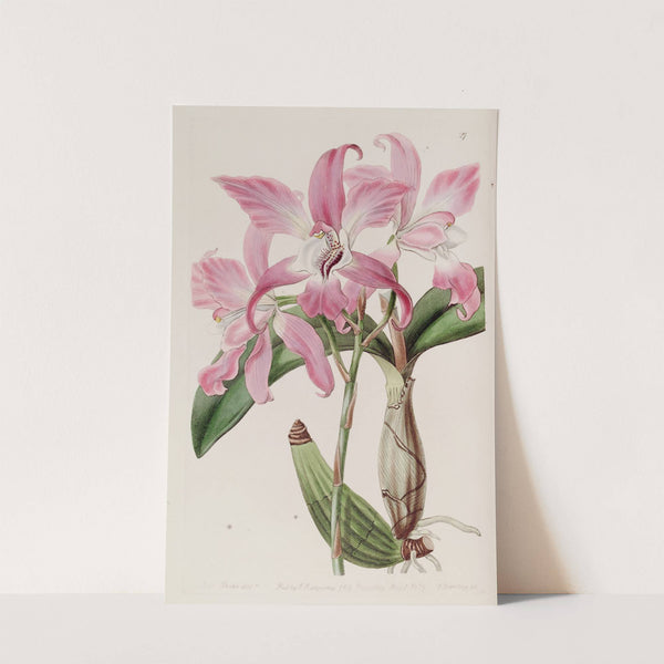 Autumnal Laelia by Sydenham Edwards