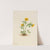 Avalanche Buttercup (Ranunculus suksdorfii) (1919) by Mary Vaux Walcott
