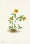 Avalanche Buttercup. Ranunculus suksdorfii (1925)