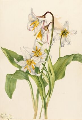 Viola orbiculata (1911)