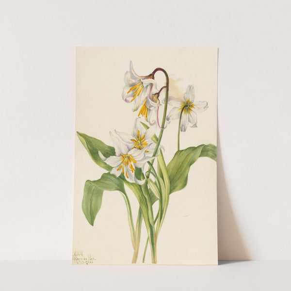 Avalanche Lily (Erythronium montanum) (1925) by Mary Vaux Walcott