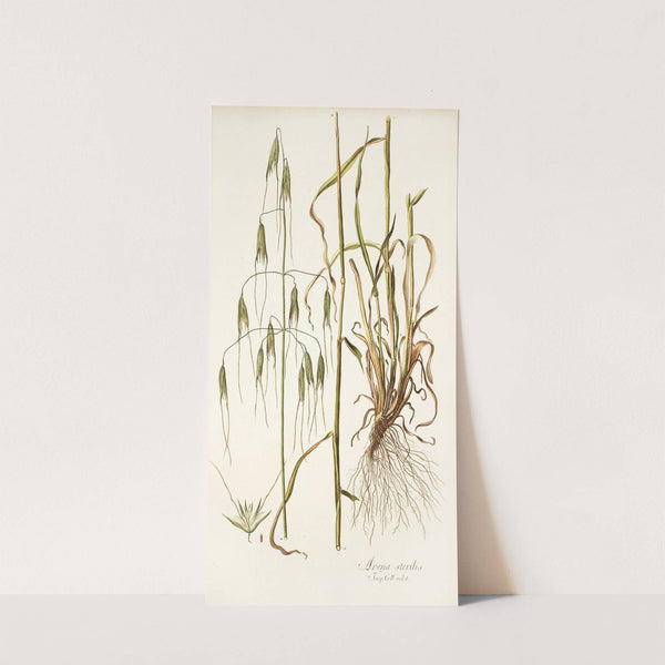 Avena sterilis by Nikolaus Joseph Freiherr von Jacquin