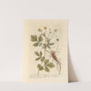 Avens or herb-bennet by Elizabeth Blackwell