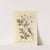 Avens or herb-bennet by Elizabeth Blackwell
