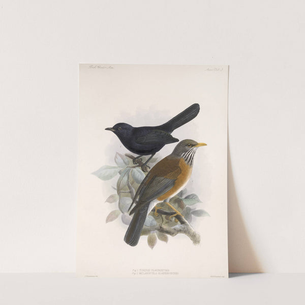 Aves Pl 03 by Frederick DuCane Godman