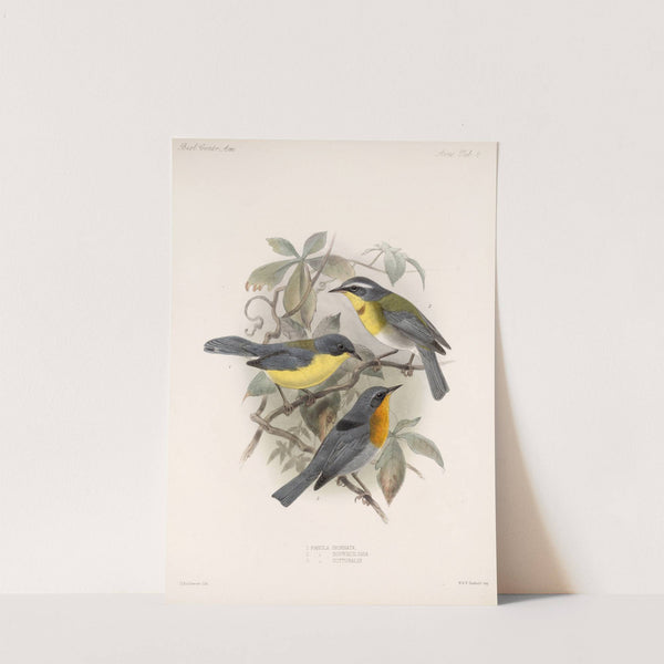 Aves Pl 08 by Frederick DuCane Godman