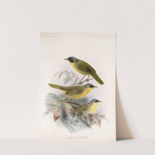 Aves Pl 09 by Frederick DuCane Godman
