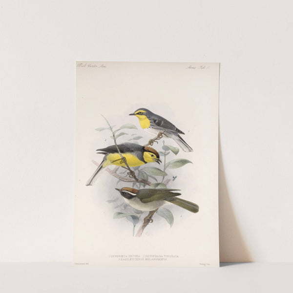 Aves Pl 10 by Frederick DuCane Godman
