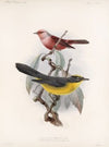 Aves Pl 11