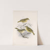 Aves Pl 12 by Frederick DuCane Godman