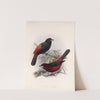 Aves Pl 19 by Frederick DuCane Godman