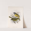 Aves Pl 21 by Frederick DuCane Godman